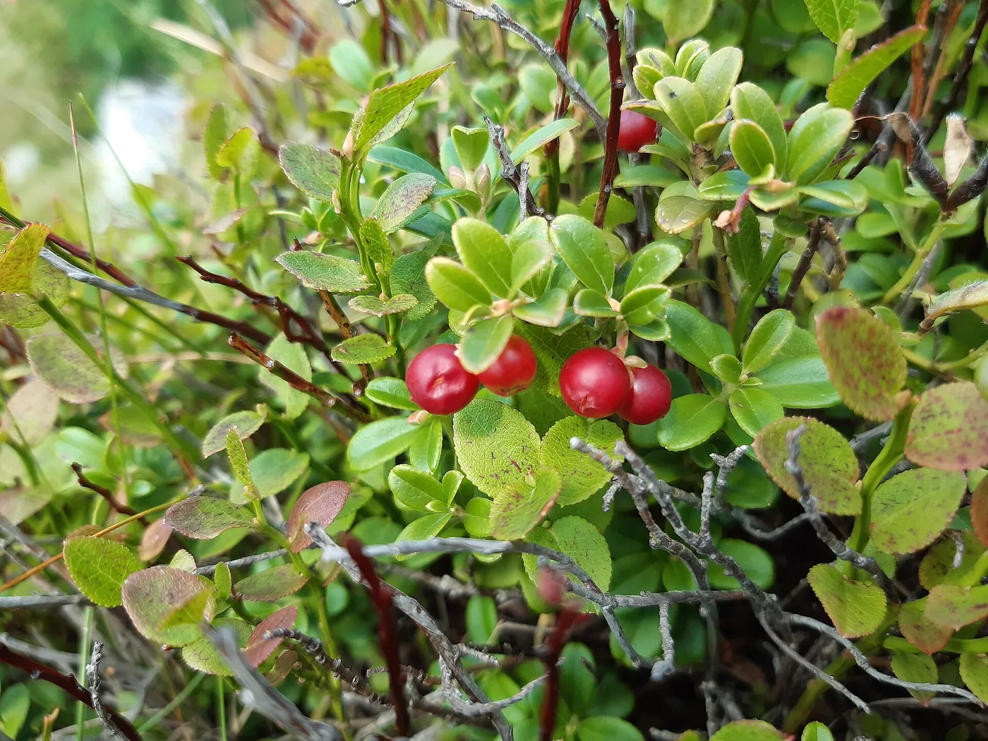 Ripe red lingonberries, called partridgeberries in Newfoundland