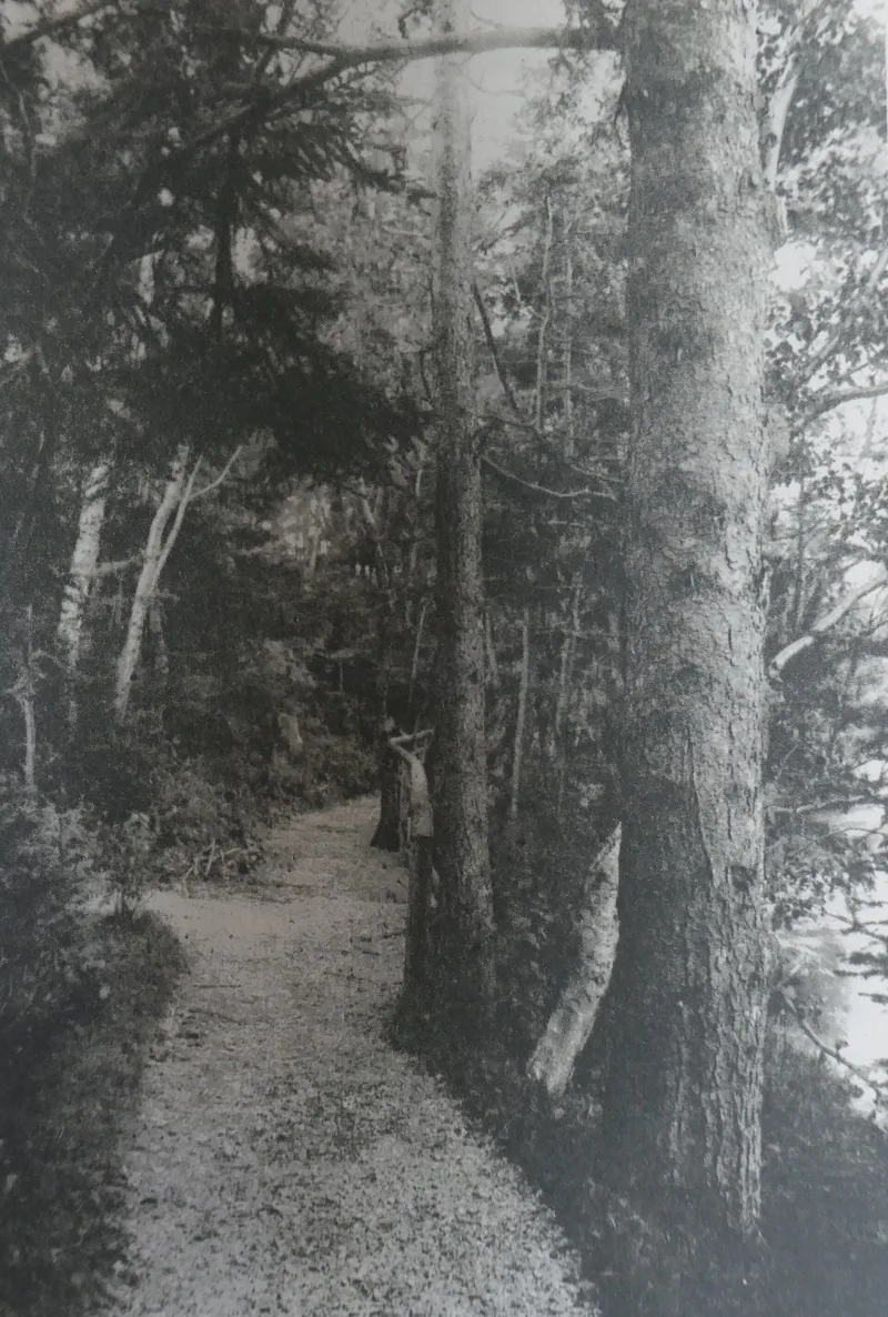 A historic photograph of the woodland path in Bowring Park