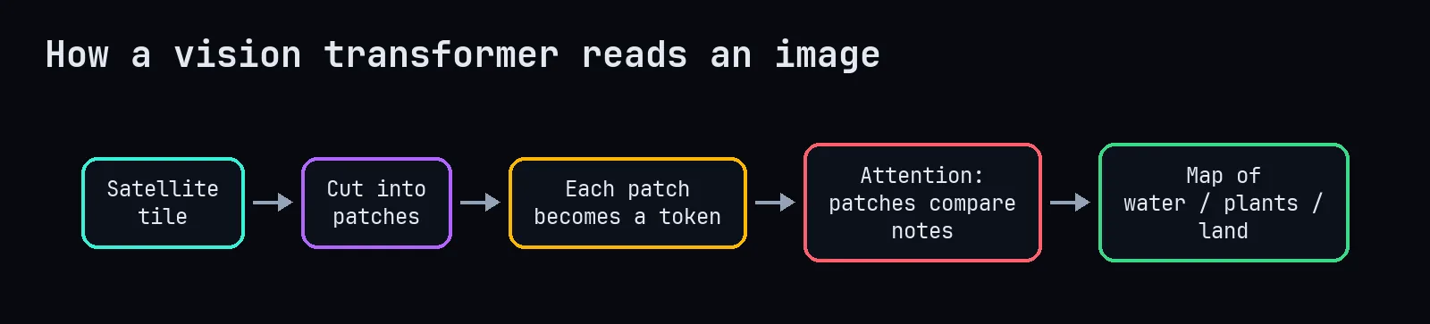 How a ViT reads